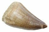 Fossil Mosasaur (Thalassotitan) Tooth - Morocco #353243-1
